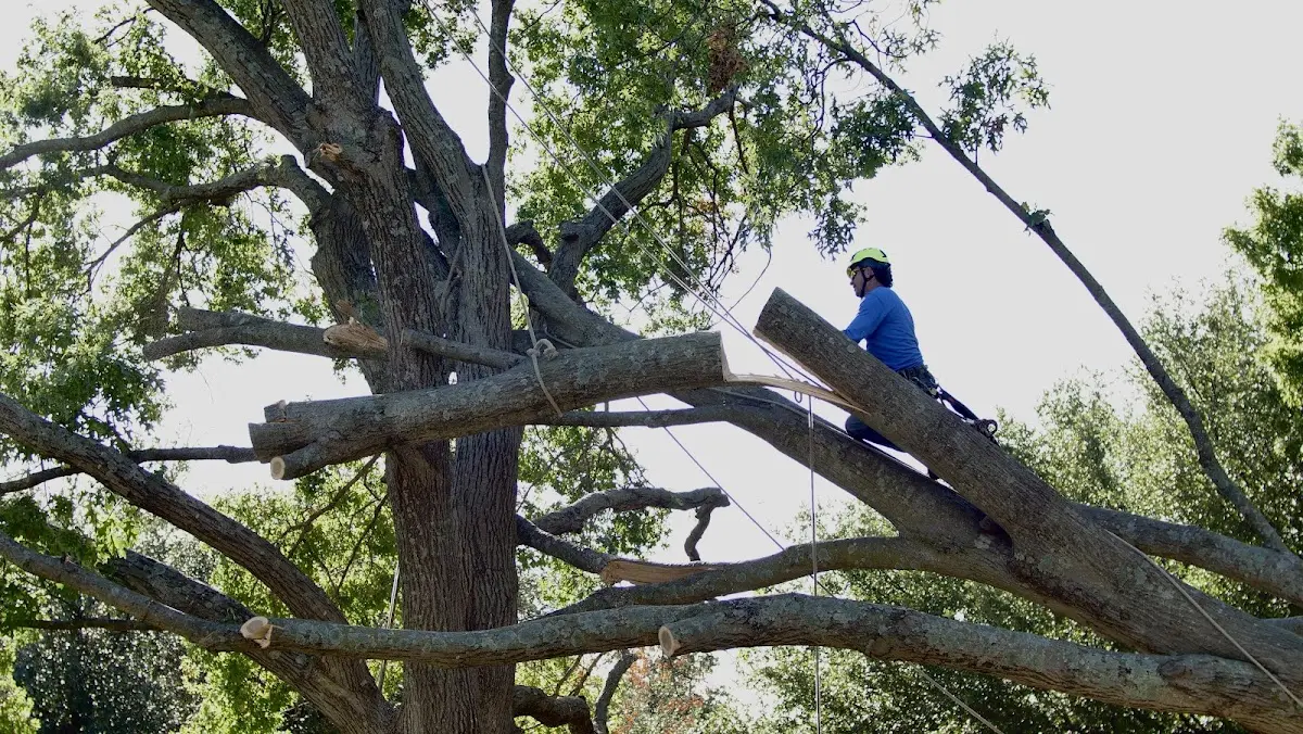 Professional Crown Thinning performed by certified arborists in Battery Park