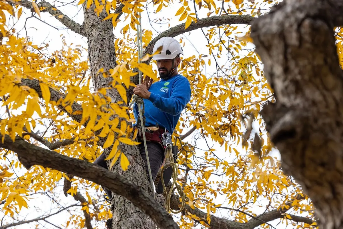 Skilled Tree Transplanting crew working in Battery Park