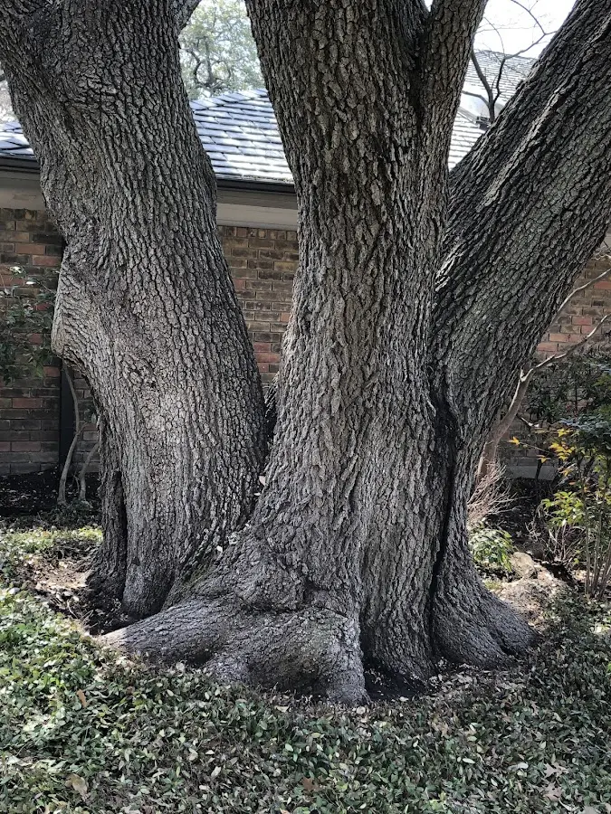 Mature heritage tree close to a Battery Park property cared for by certified arborists